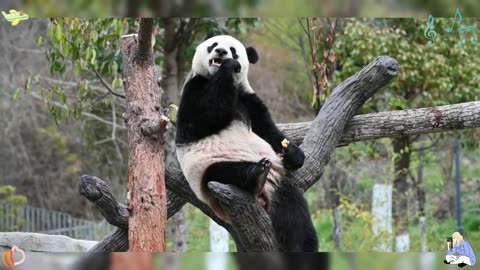 Various funny scenes of pandas