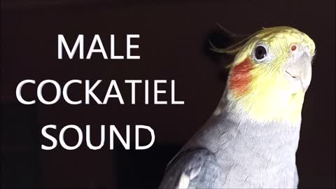 Male Cockatiel Sound