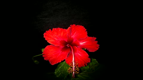 hibiscus flower