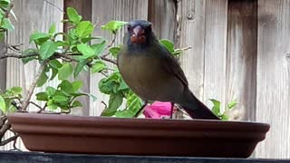 # Back Yard Birds Hawai’i New Female N. Cardinal