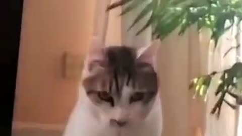 Cat dancing like a striper