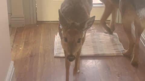 Deer Follows Dogs Inside