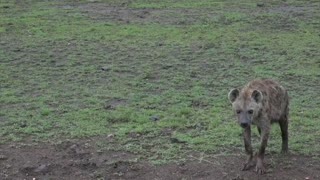 A Rare Close Encounter With a Hyena
