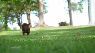 Puppy playing in the park