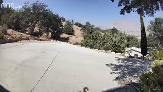 Rattlesnake Bites Squirrel