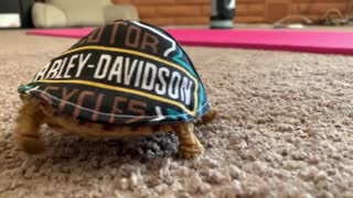 Mr Bob the Turtle Has Many Hats