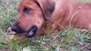 Cute Dog Play With Wooden Stick