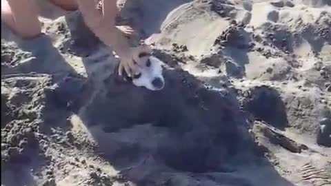Dog Buried Up To Neck Enjoys Healing Power Of Sand