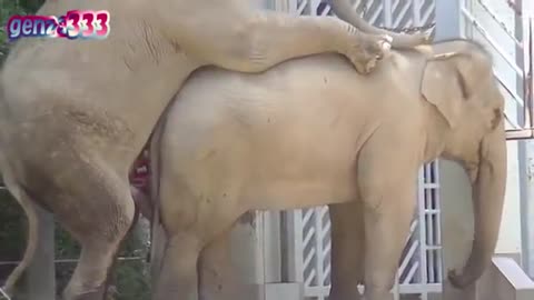 elefante broxando