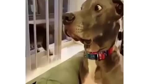 Energetic dog gets busted