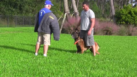 How To Train A Guard Dog