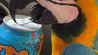 Cool Parrot Opens Can