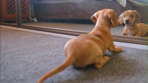 Cute Puppy Fighting With His Reflection, Funny Puppy #