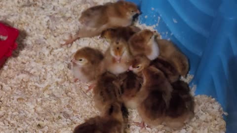 New Batch of Chickens