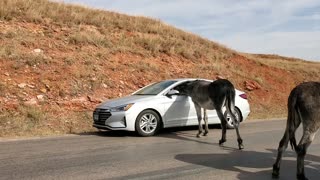 Burros - Custer State Park