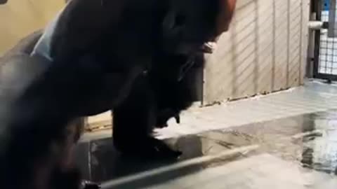 Gorilla showing off some of his dance moves!