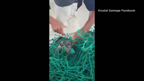 Lobsterman Spots Something Tangled In Net, Pulls It Aboard...