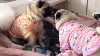 Playful Pug Best Friends Have Pajama Party