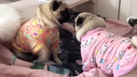 Playful Pug Best Friends Have Pajama Party