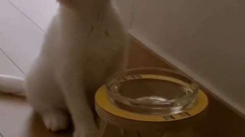My kitten is curious of her new water bowl