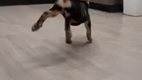 Little Dog is dancing to happy Song