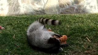 Friendly Raccoon Plays in Backyard