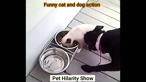 Funny cat and dog videos | Funny video