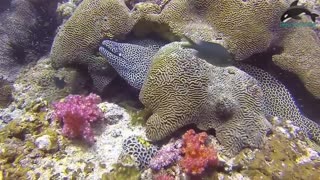 Amazing Dramatic Confrontation Moray Eel Vs Porcupine Fish, Octopus - Close up Giant Eel in Deep Sea