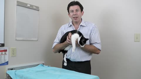 How to pick up a cat like a pro - Vet advice on cat handling