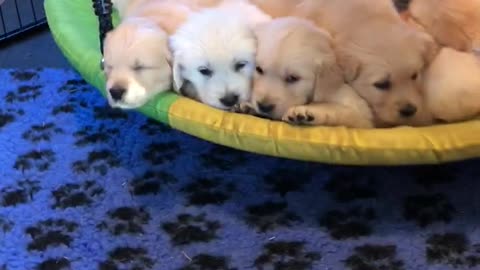 Golden Retriever puppies cuddle together on swing