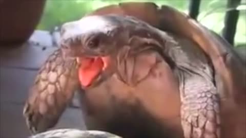 FUNNY Turtle Panting ASMR