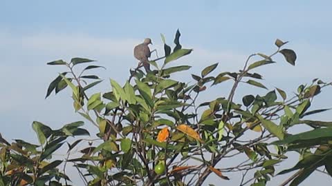 Spotted Dove