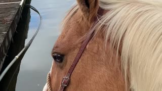 Horse has habit of holding tongue out after drinking cold water