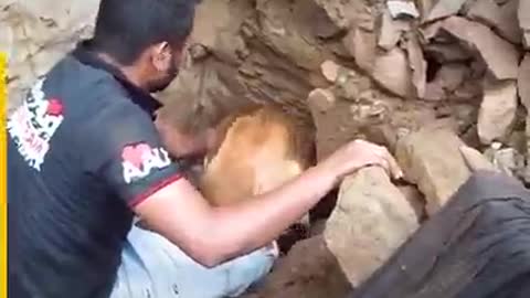 Mother dog cries for help to save her babis