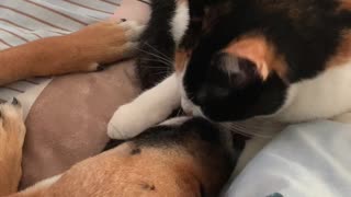 Cat and Dog Share Some Morning Cuddles