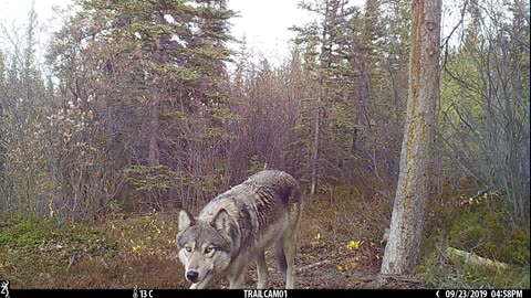 Yukon Wildlife Moments