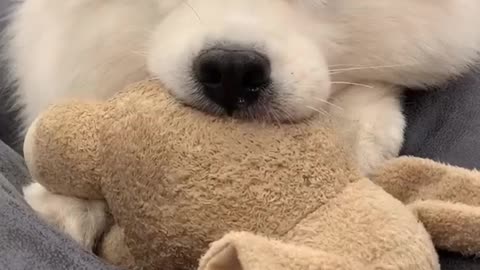 Adorable dog