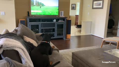 How a Swaggy Pet Watches DogTV