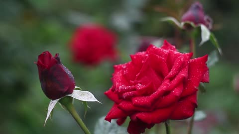 Fabulous Red Rose