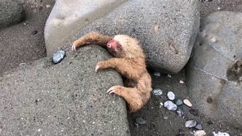 Baby Sloth Rescue in Costa Rica