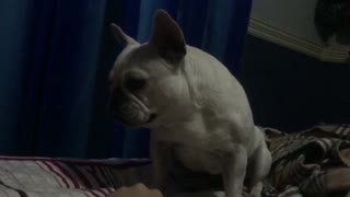 White french bull dog with pointy ears with tongue out on bed making squeaking noises
