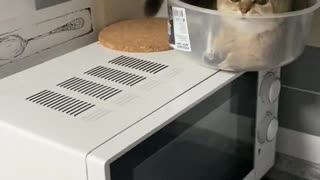 Kitten Gets Comfortable in Strange Place