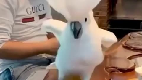 A parrot bird dances to loud music in a funny way