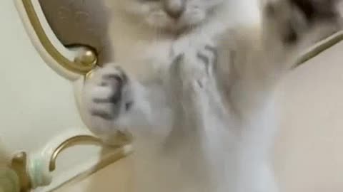 kitten loves to dance
