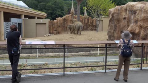 Asian elephants (Elephas maximus) eating at Sapporo Maruyama Zoo in Sapporo