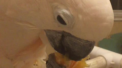 Cockatoo successfully peels orange & eats it