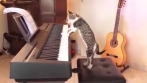 A Cat and a keyboard