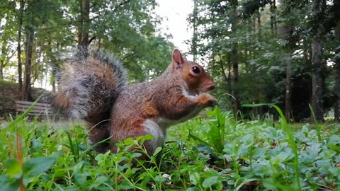 A squirrel eats its favorite food