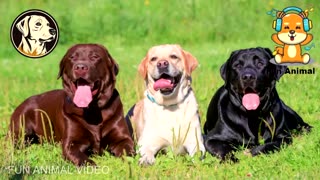 The Labrador Dog is Obedient, Intelligent, Territorialist in Friendly.