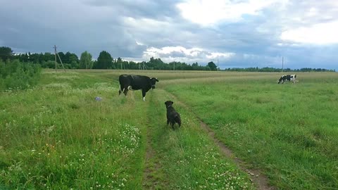 Dog met cows for first time